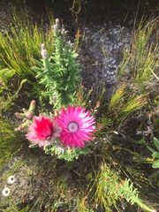 Phaenocoma prolifera