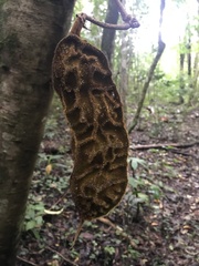 Mucuna