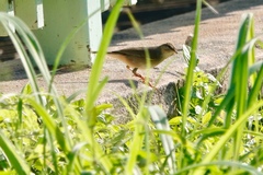 Phylloscopus fuscatus