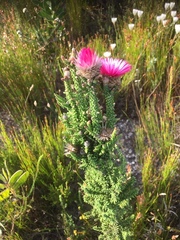 Phaenocoma prolifera