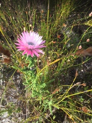 Phaenocoma prolifera