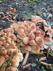 Hypholoma lateritium