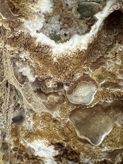 Serpula himantioides