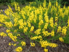 Cytisus nigricans