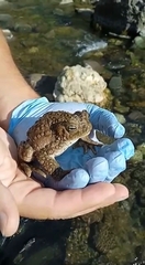 Rhinella spinulosa
