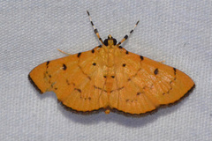 Lygropia cernalis
