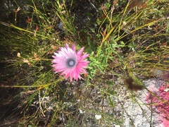 Phaenocoma prolifera