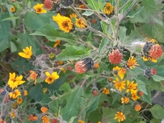 Simsia amplexicaulis