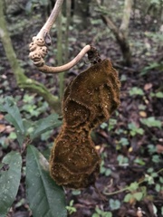Mucuna