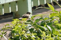 Phylloscopus fuscatus