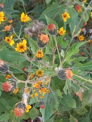 Simsia amplexicaulis