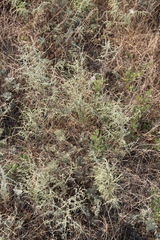 Artemisia santonicum