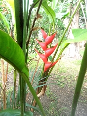 Heliconia bihai