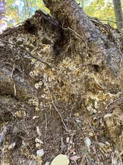 Serpula himantioides