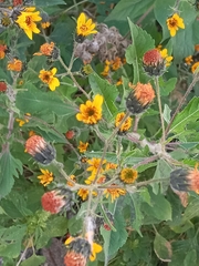 Simsia amplexicaulis