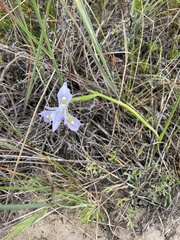 Moraea