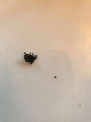 Tuberolachnus salignus