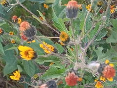 Simsia amplexicaulis