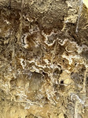 Serpula himantioides