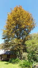 Fagus mexicana