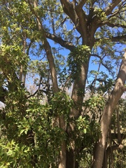 Phytolacca dioica