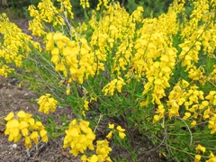 Cytisus nigricans