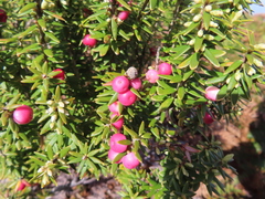 Leptecophylla robusta