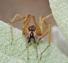 Cheiracanthium pennatum