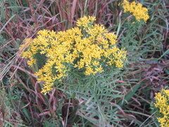 Euthamia leptocephala