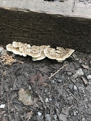 Trametes elegans