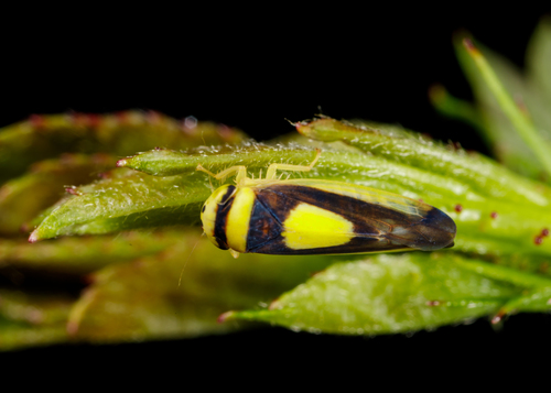 Saddled Leafhopper photo 3
