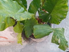 Alocasia macrorrhizos