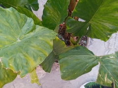 Alocasia macrorrhizos