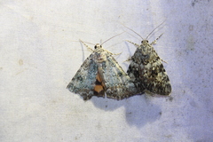 Catocala connubialis