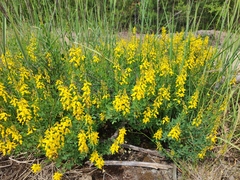 Cytisus nigricans