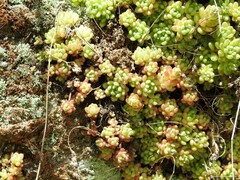 Cladonia chlorophaea