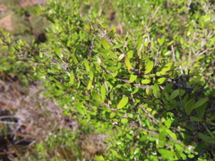 Coprosma propinqua