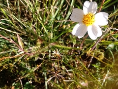 Bidens odorata