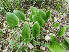 Arisarum vulgare