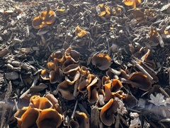 Phylloscypha phyllogena