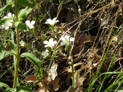 Arenaria montana