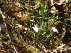 Arenaria montana