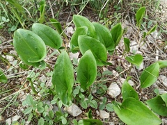 Arisarum vulgare