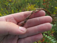 Sorghastrum elliottii