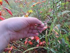 Sorghastrum elliottii