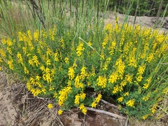 Cytisus nigricans