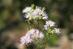 Agathosma capensis