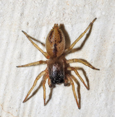 Porrhoclubiona leucaspis