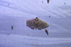 Herpetogramma aeglealis