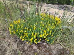 Cytisus nigricans